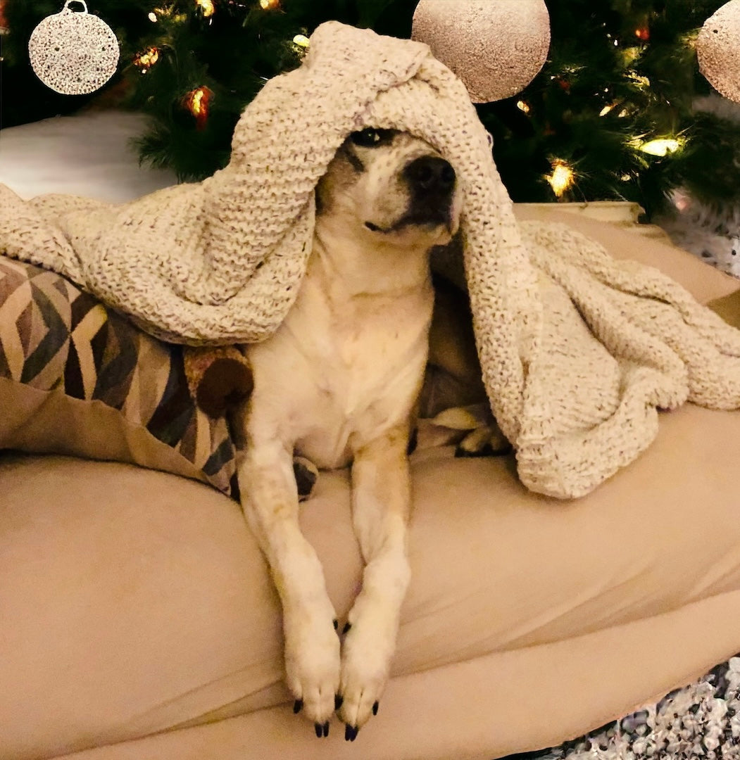 Kira - The Mocha Princess