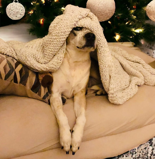 Kira - The Mocha Princess