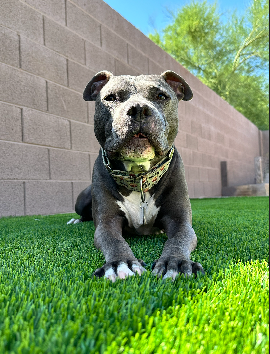 Meet Boomer - Our Breakfast Blend