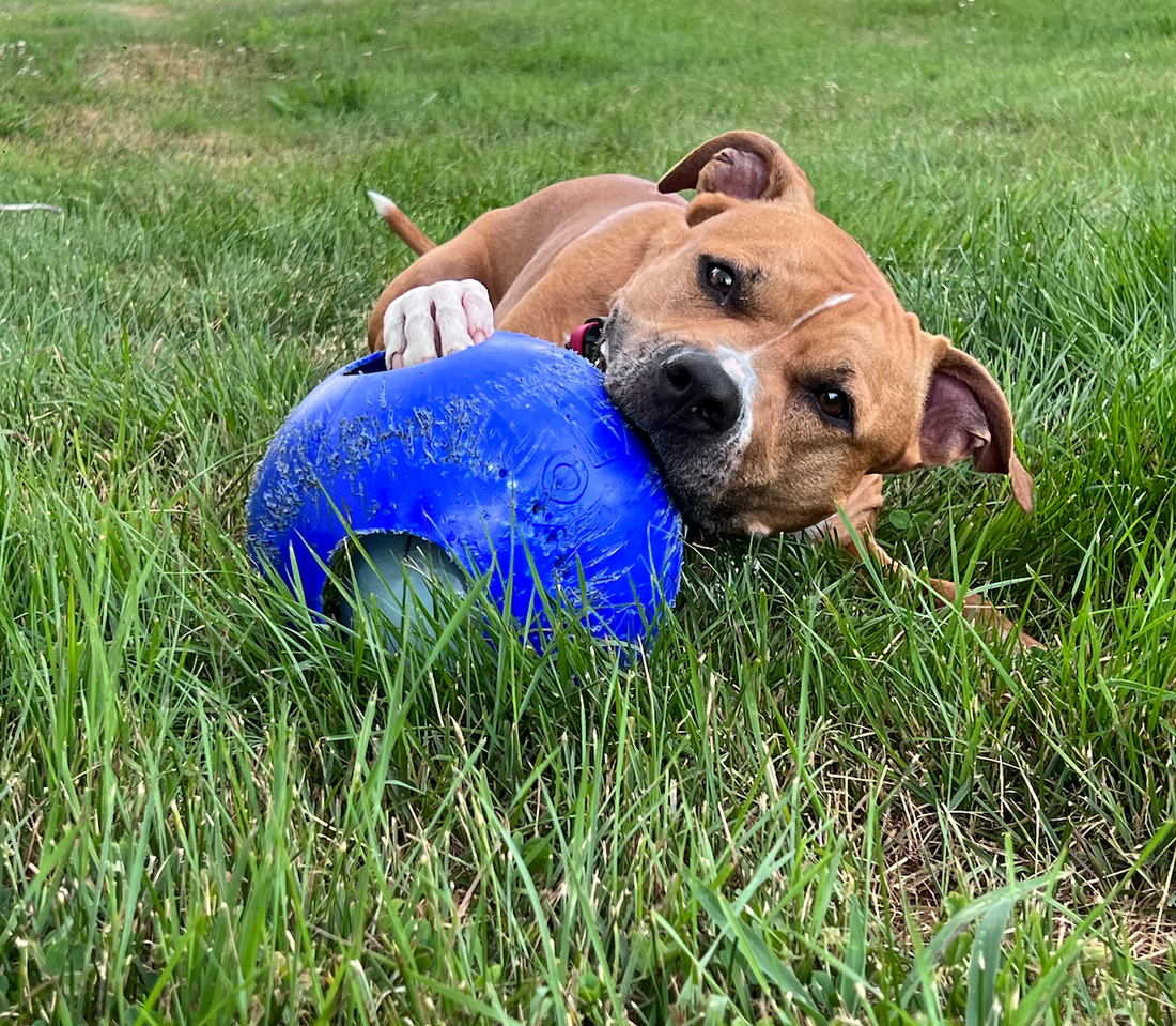 Meet Ruby - Our Pumpkin Spice