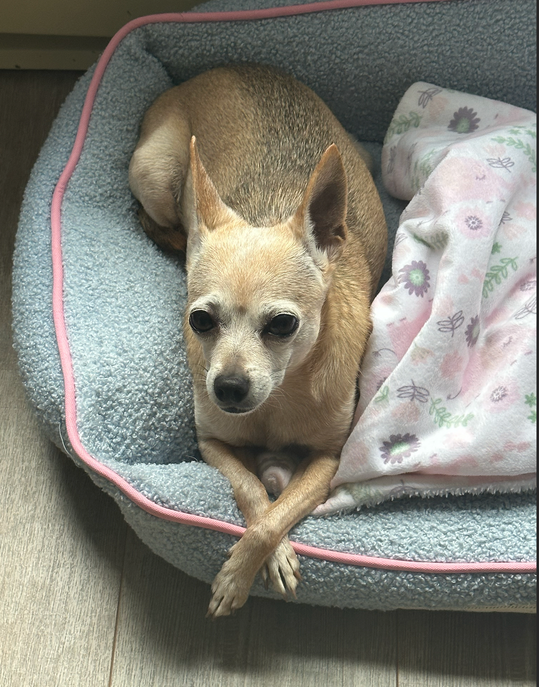 Meet Ellie - "Pecan Pie Bliss"
